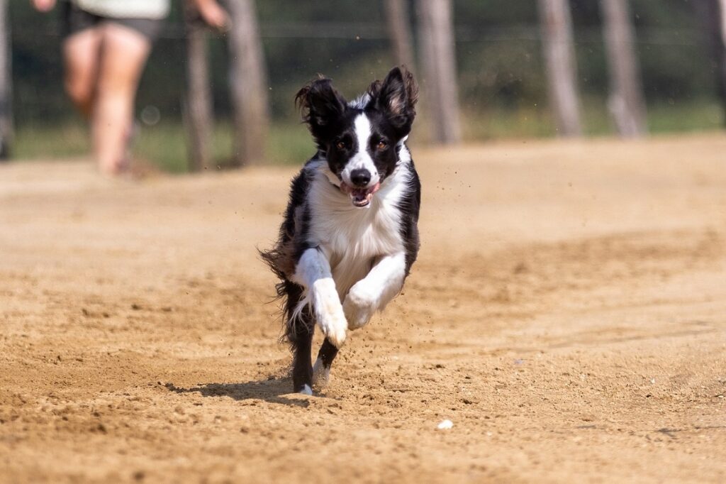 quelle race de chien est la norme pour les unités de chiens de travail de l'armée américaine
