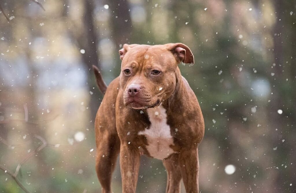 pourquoi les pitbulls sont dangereux
