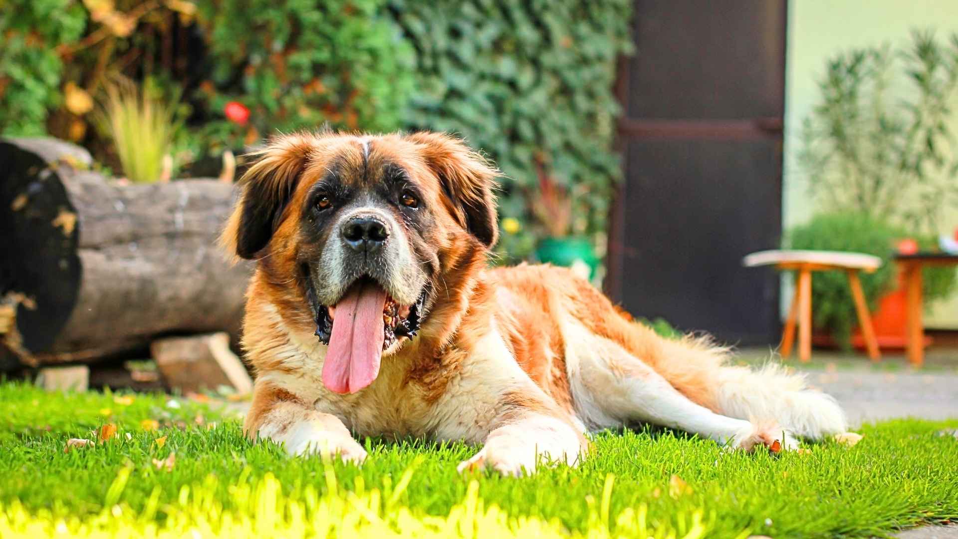 5. Pyrenean Mountain Dog Great Pyrenees 11