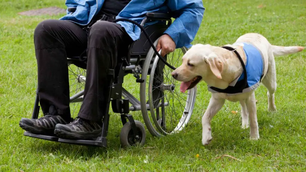 7 Small Dog Breeds for People with Disabilities 1 2