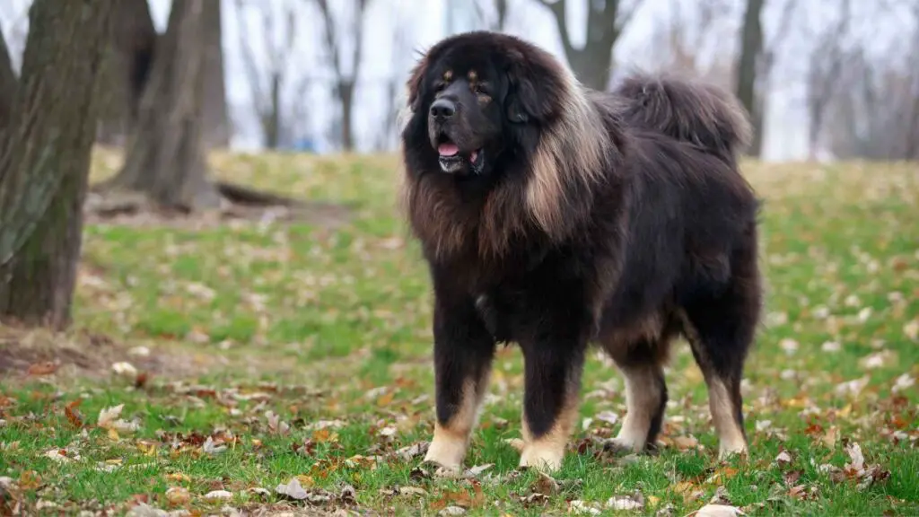 9 Guard Dog Breeds with the Shortest Lifespan