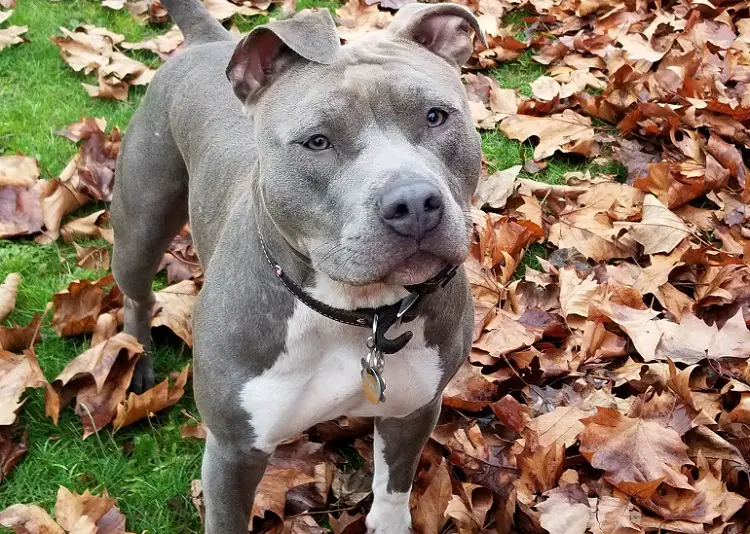 pitbull bleu