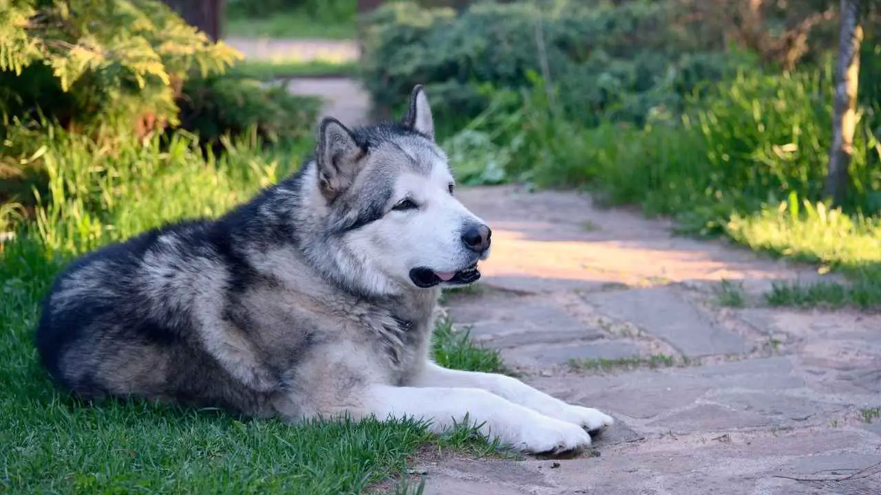 Malamute d'Alaska