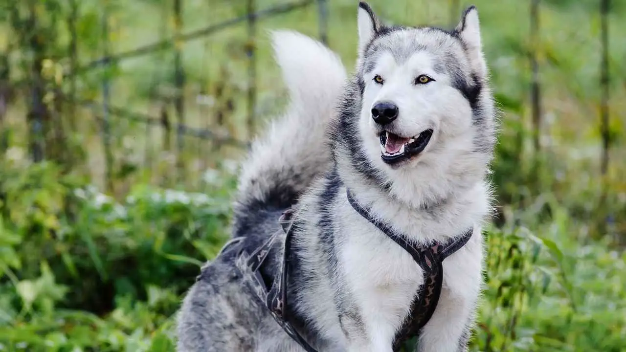 Malamute d'Alaska