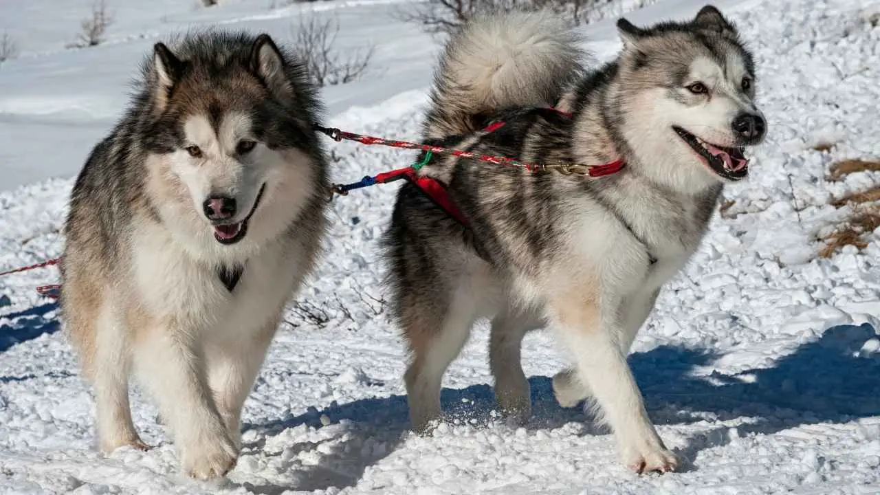 Malamute d'Alaska