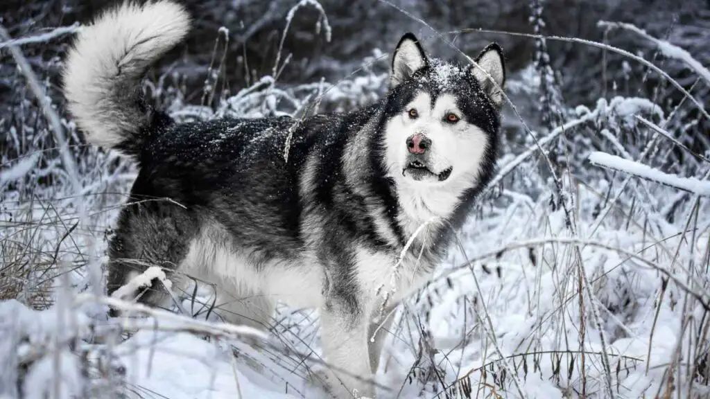 Malamute d'Alaska