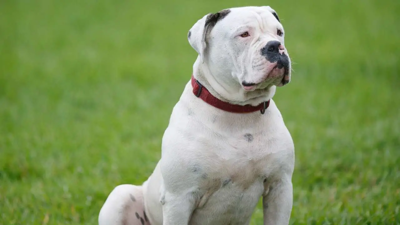 Bouledogue américain