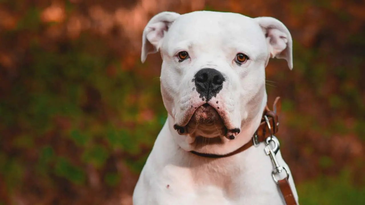 Bouledogue américain