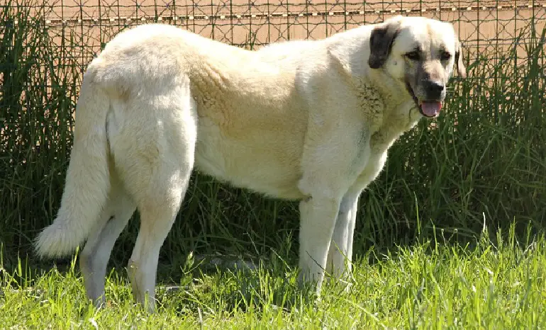 chien de berger anatolien