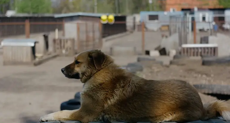 Santé et soins du chien de berger d'Anatolie