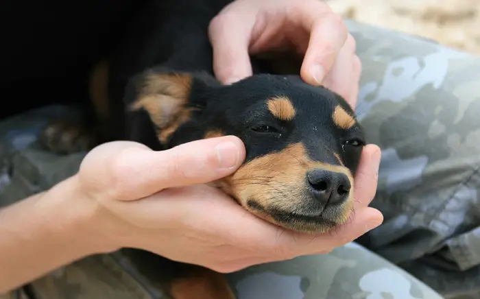 pourquoi mon chien continue de pleurnicher