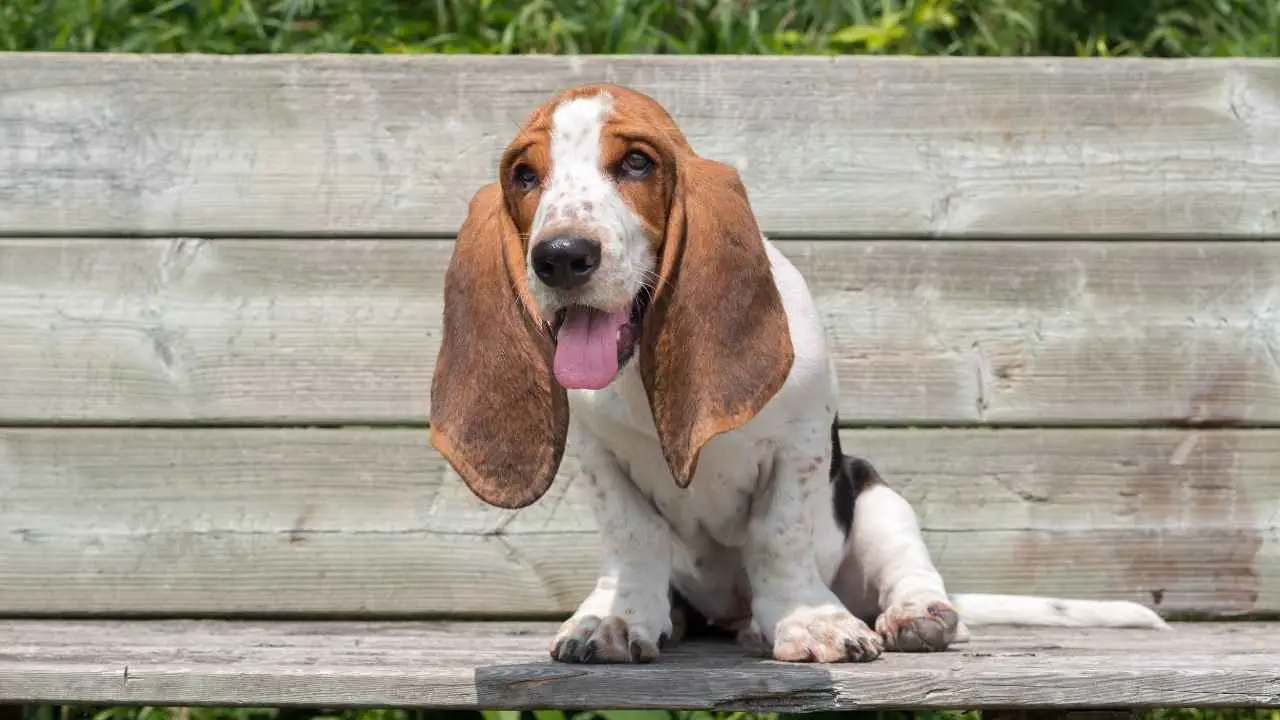 Basset Hound