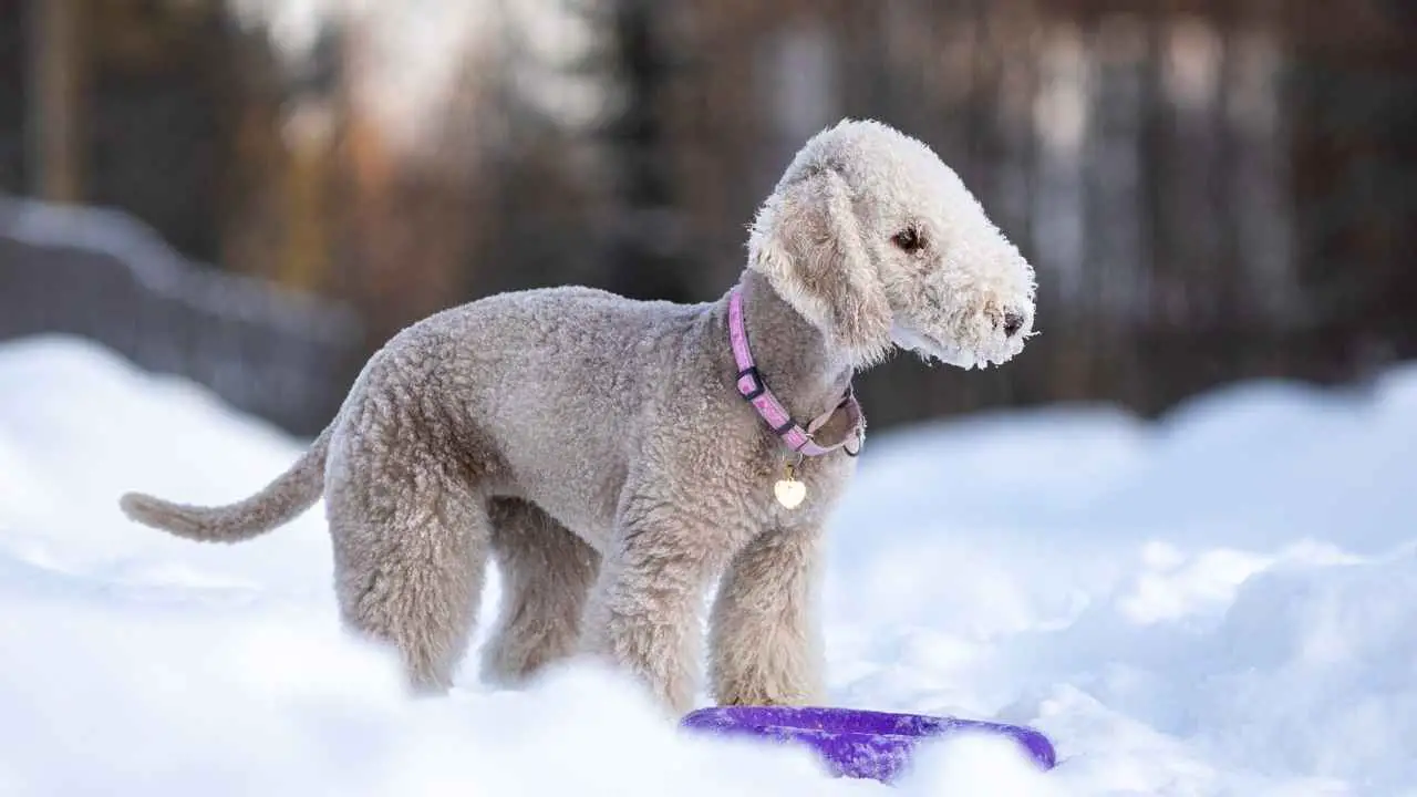 Bedlington Terrier