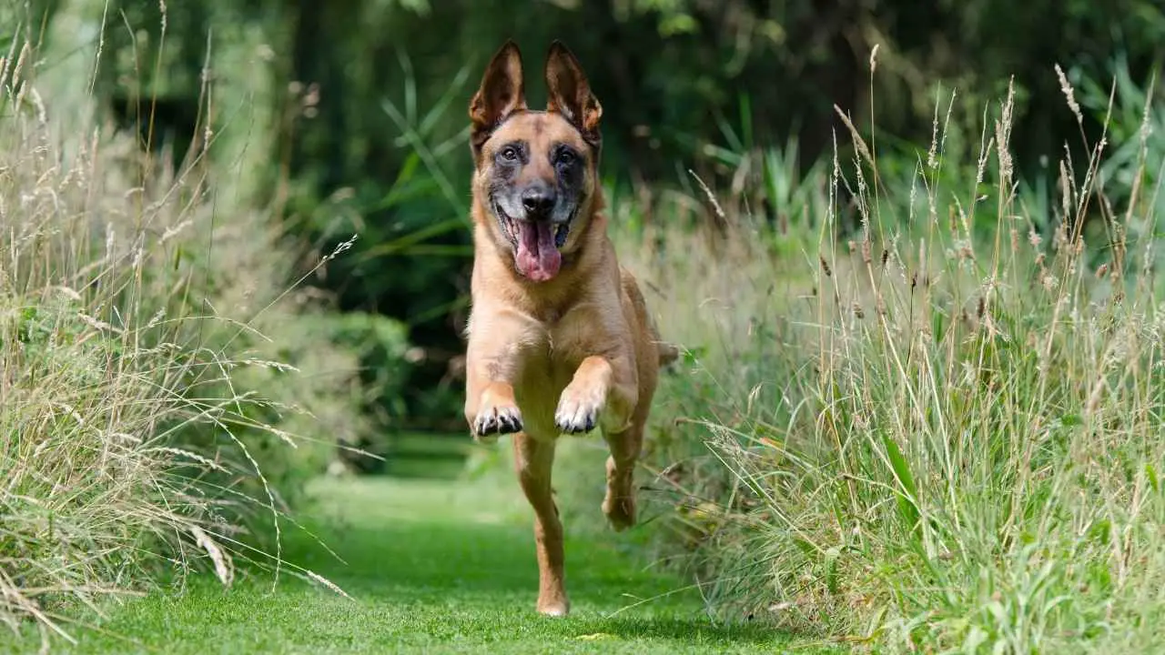 Malinois belge