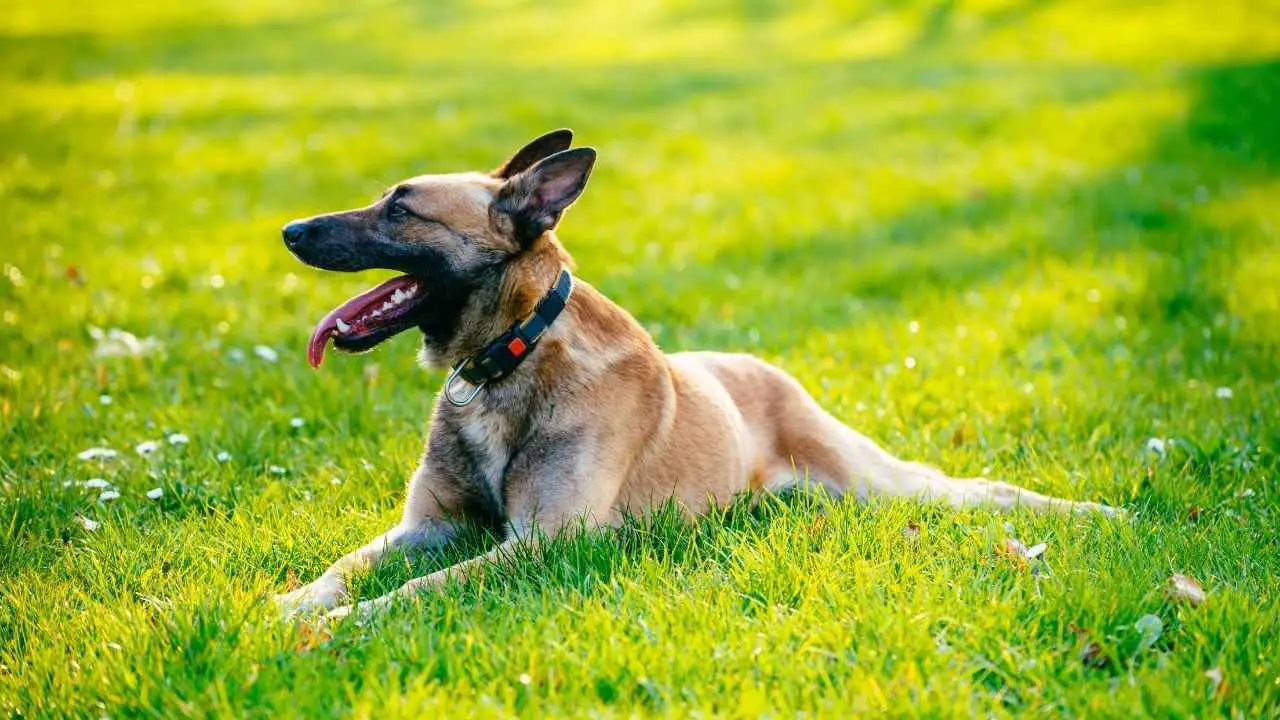 Malinois belge