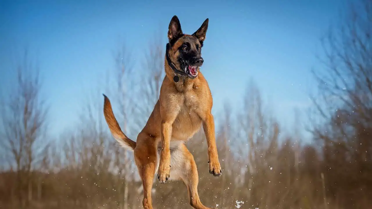 Malinois belge