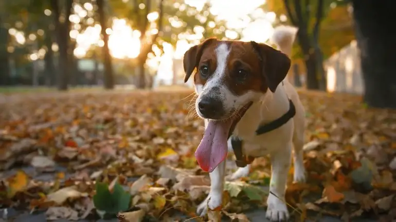 devriez-vous stériliser votre chien