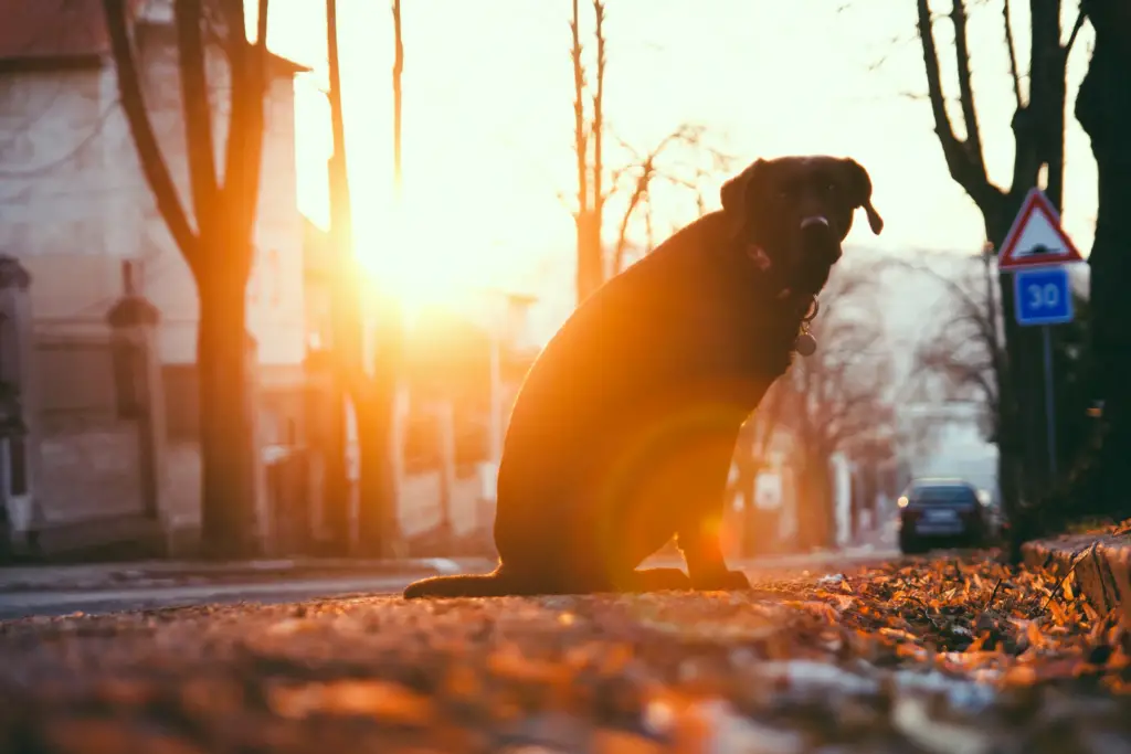 dois-je faire stériliser mon chien