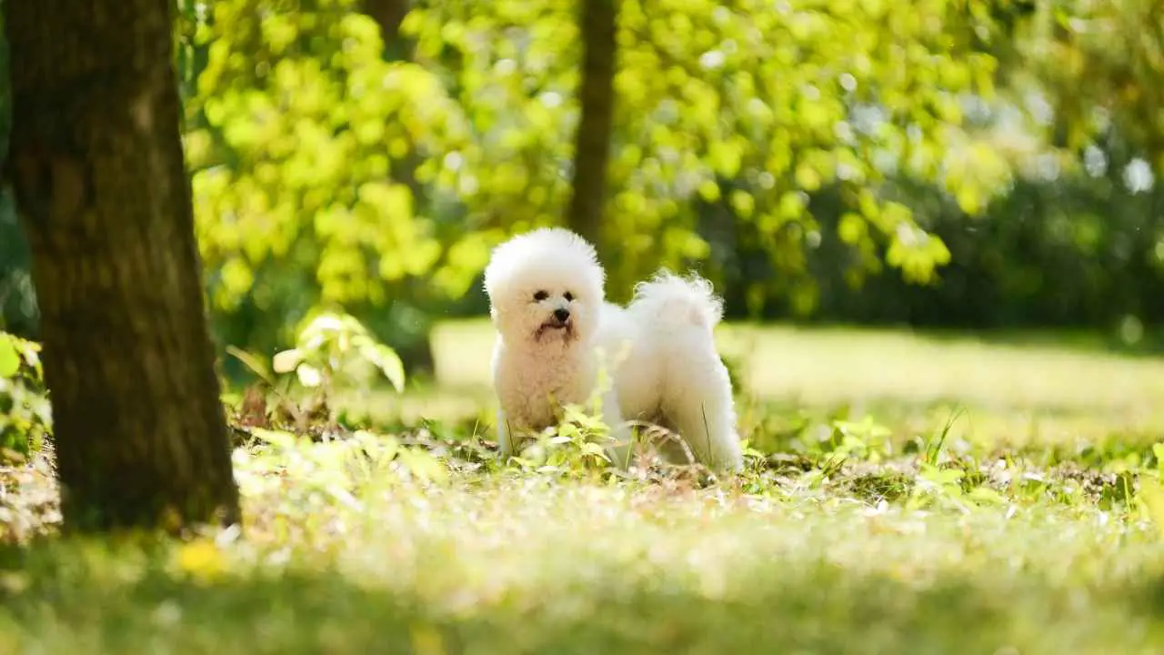 Bichon frisé