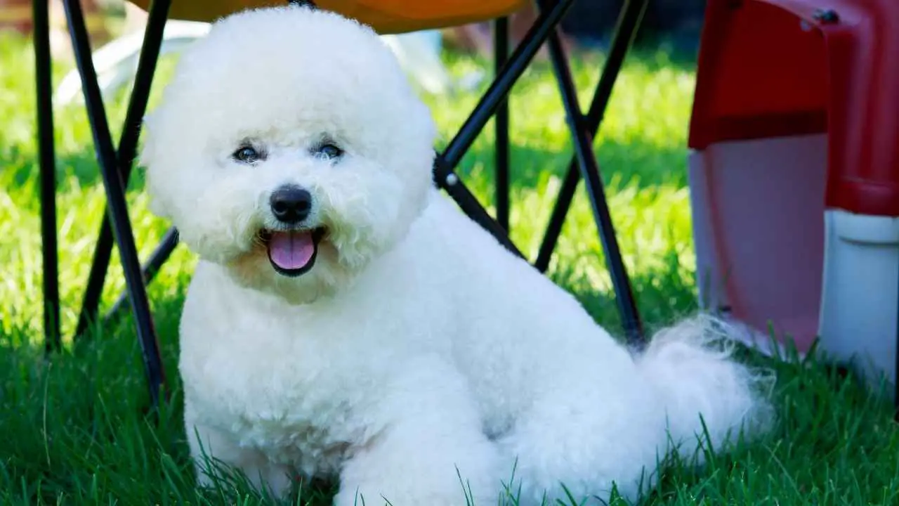 Bichon frisé