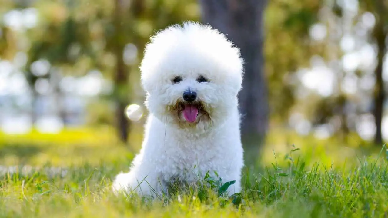 Bichon frisé