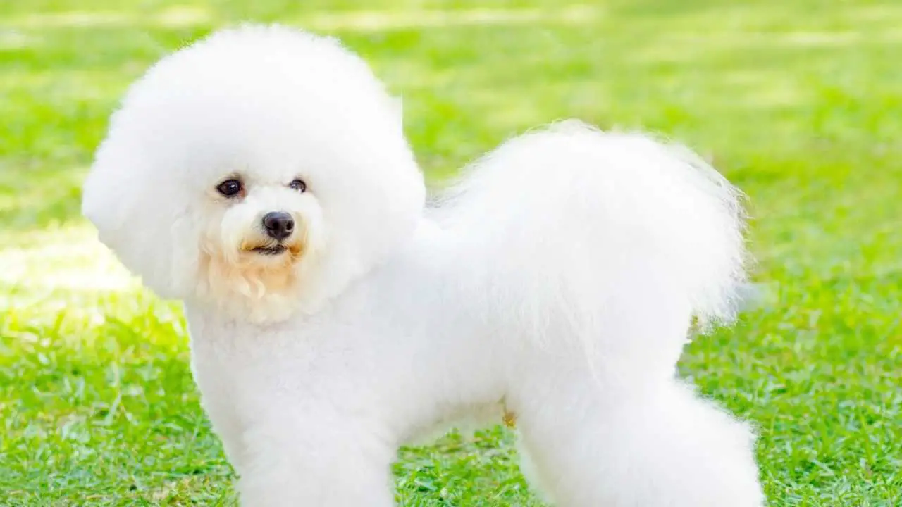 Bichon frisé