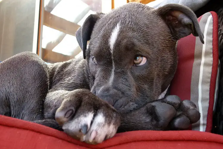 pitbull à nez bleu