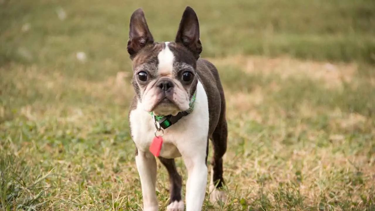 Terrier de Boston