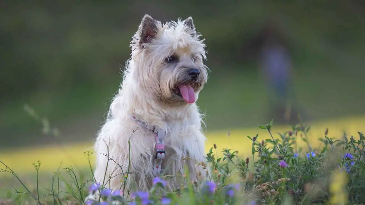 Terrier des Cairns