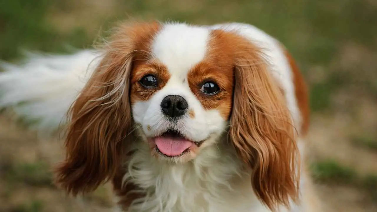 Cavalier King Charles Spaniel