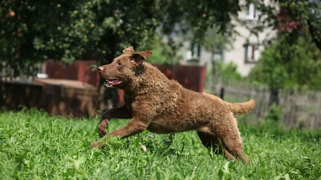 Retriever de la baie de Chesapeake