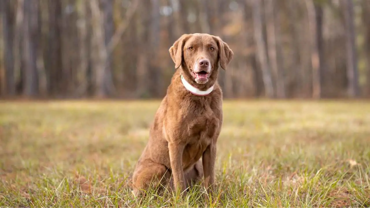 Retriever de la baie de Chesapeake