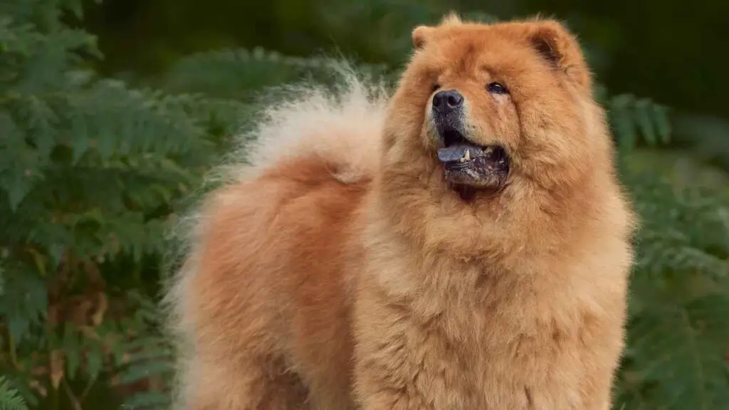 Chow-Chow