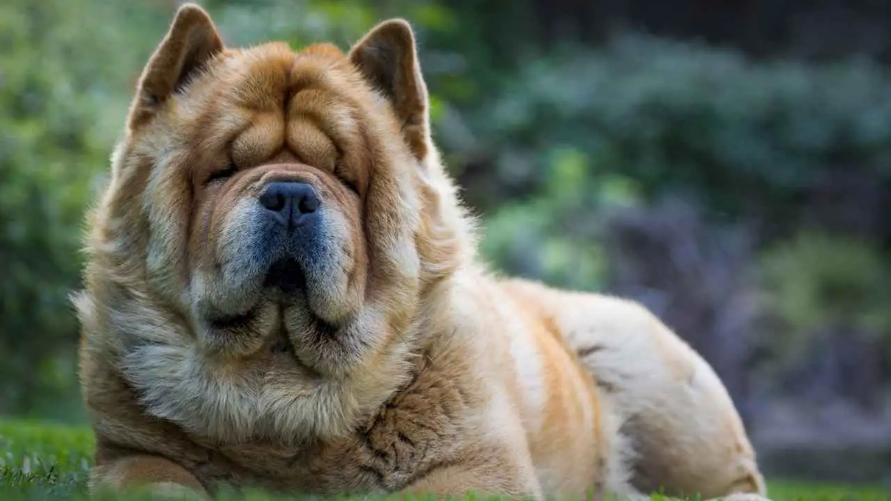 Chow-Chow