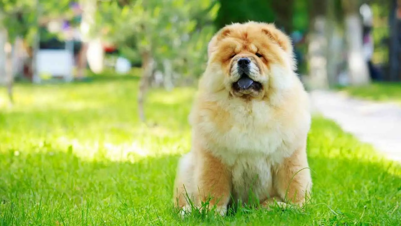 Chow-Chow