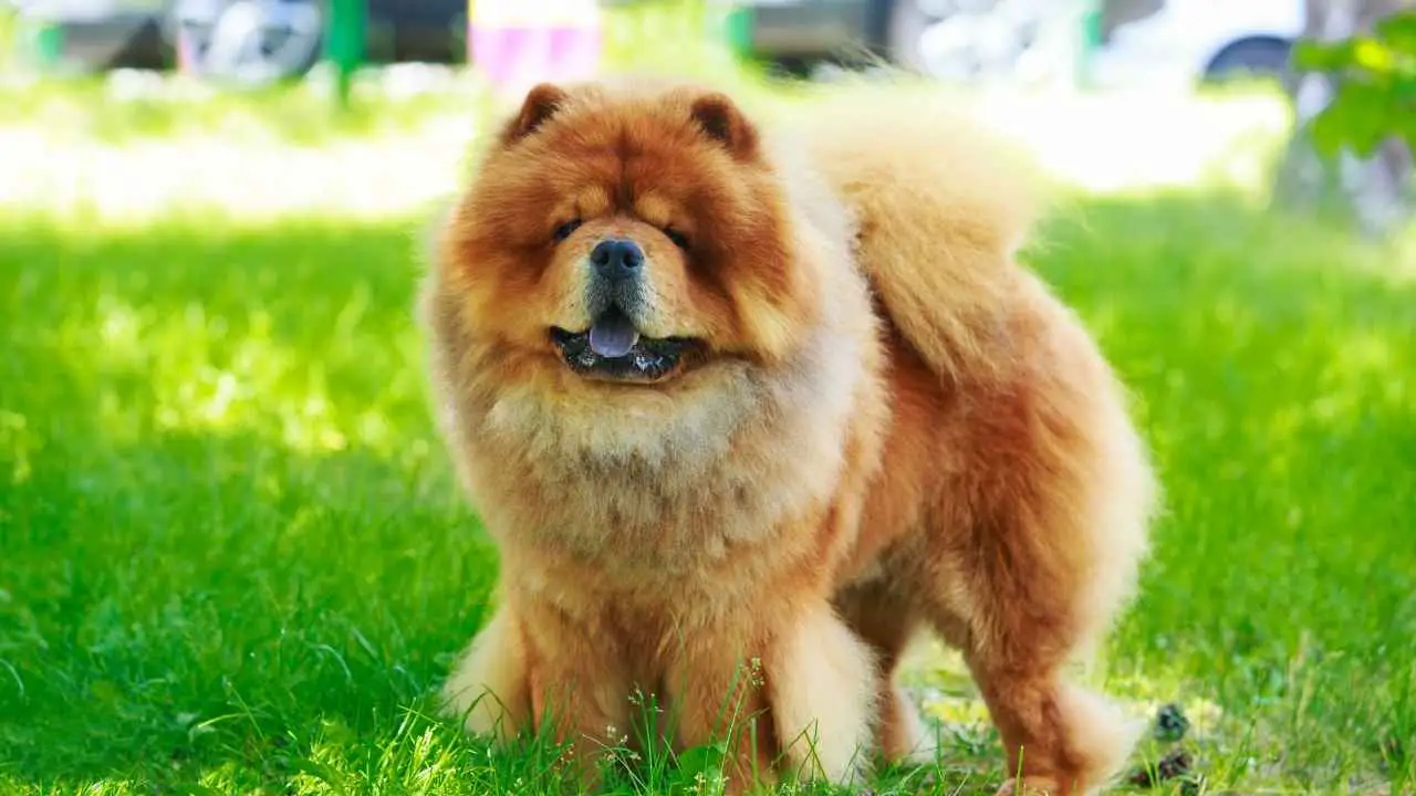 Chow-Chow