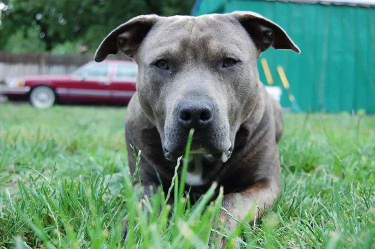 chiot pitbull au nez bleu