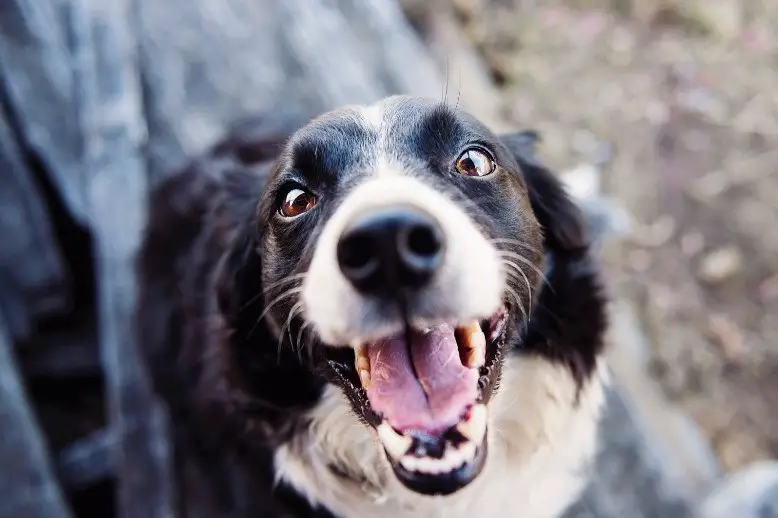 abandon agressif du chien
