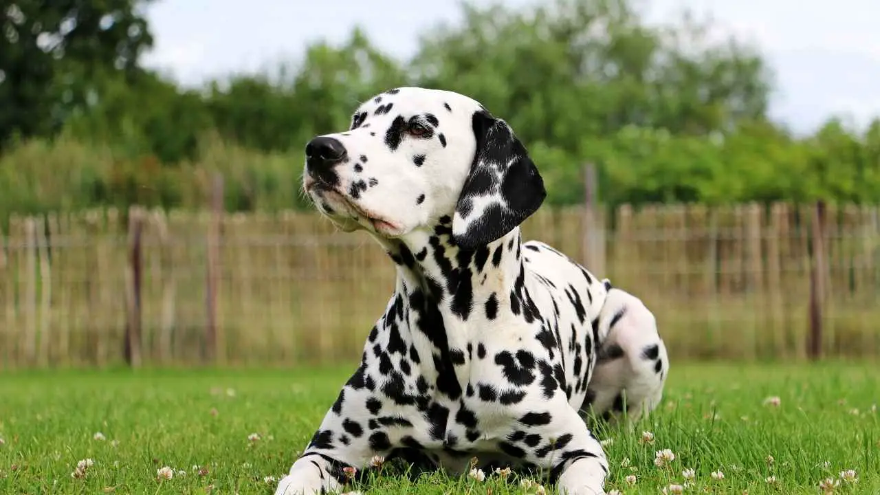 dalmatien