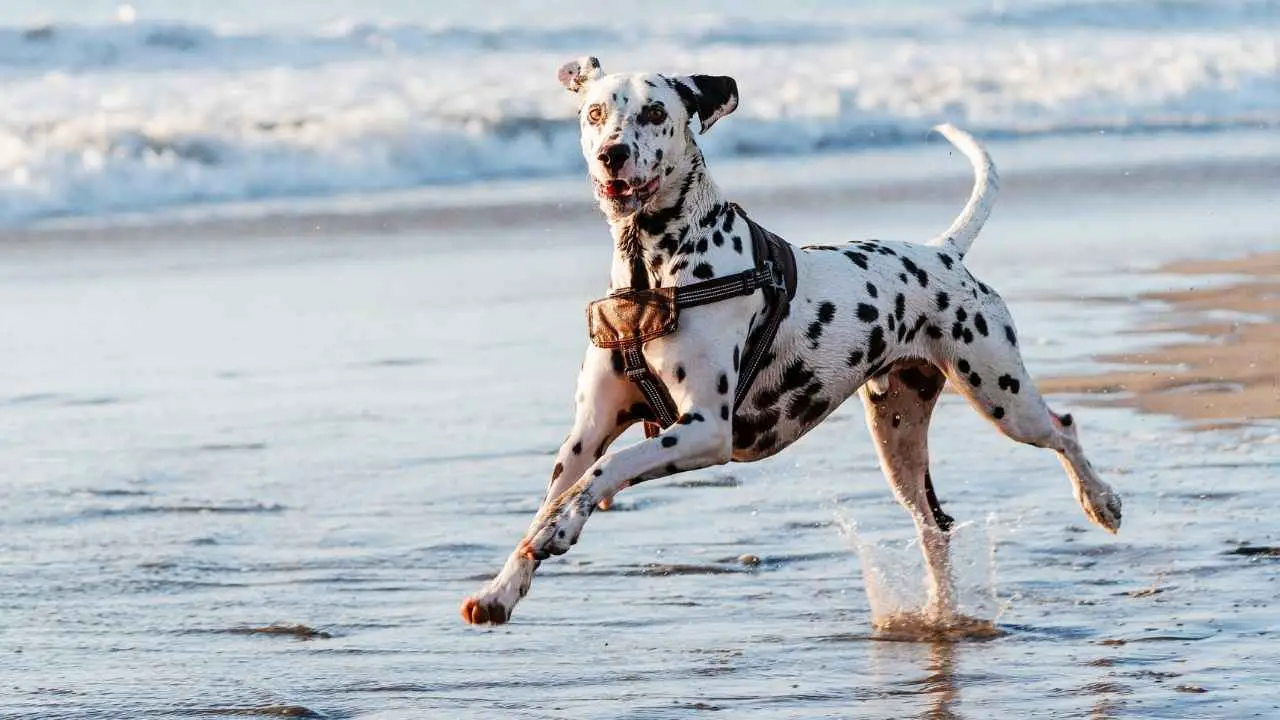 dalmatien