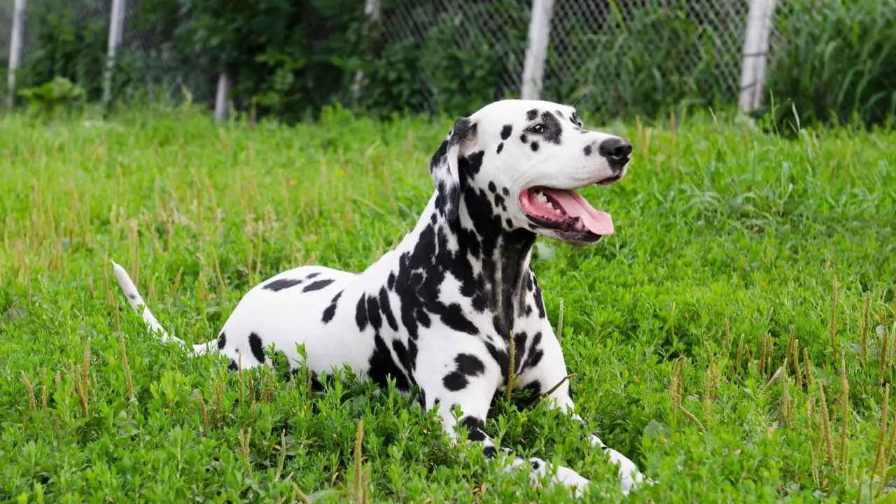 dalmatien