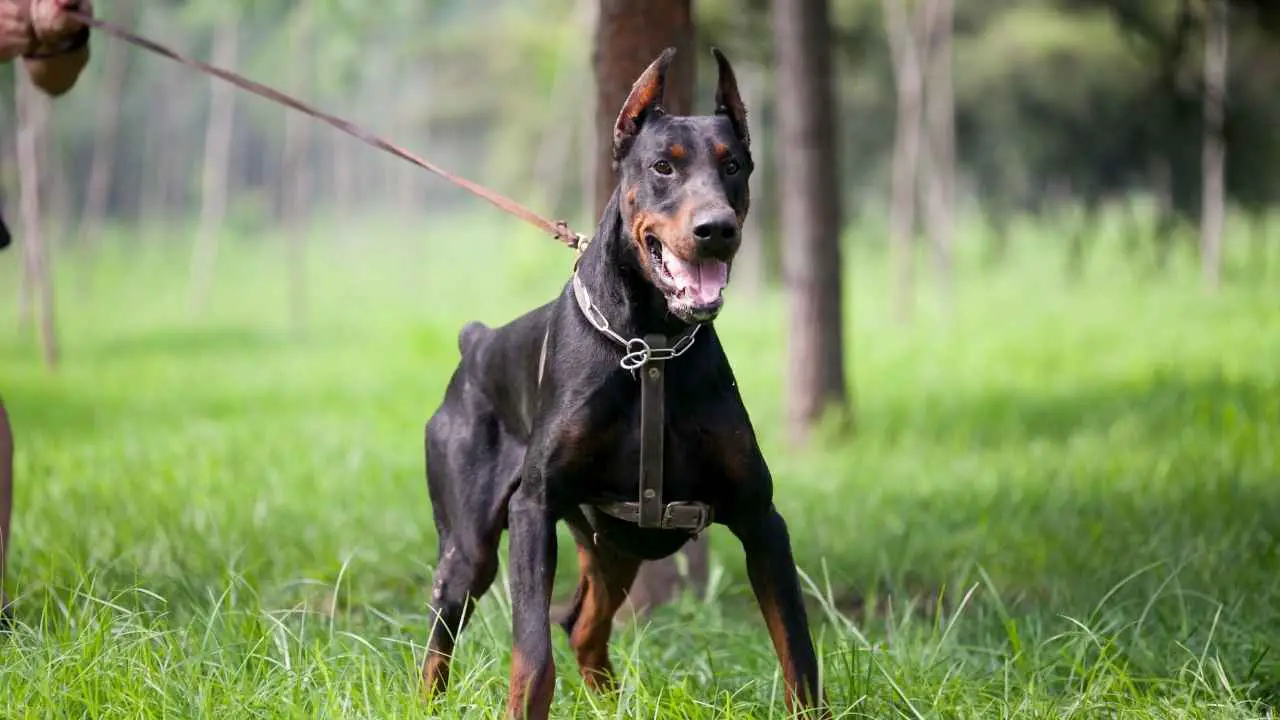 Dobermann Pinscher