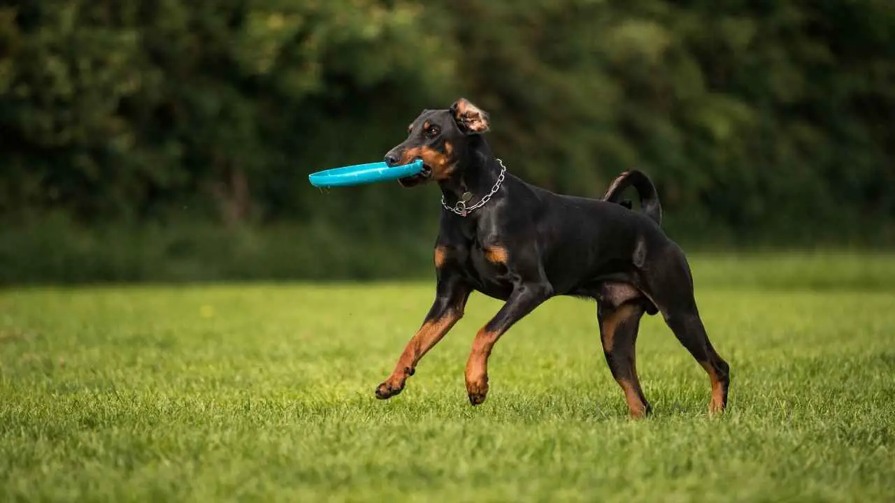 Dobermann Pinscher