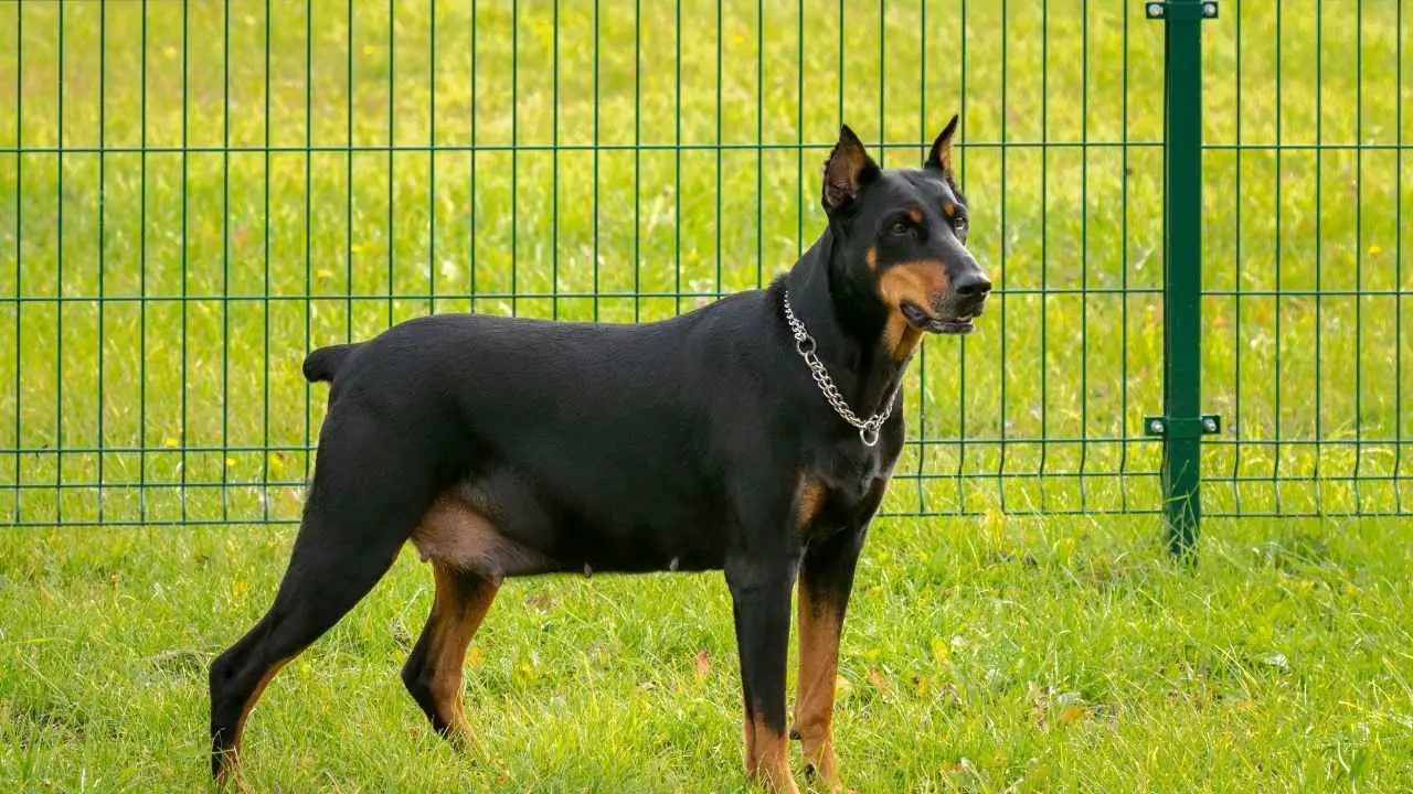 Dobermann Pinscher