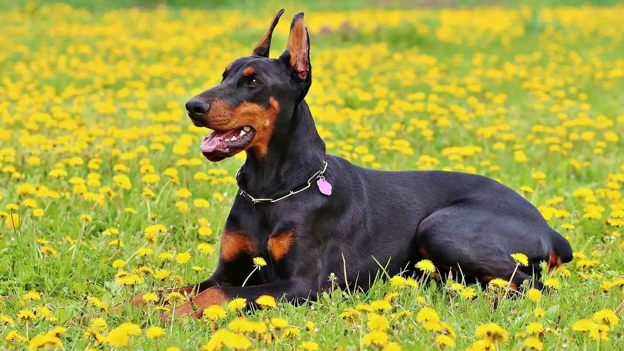 Dobermann Pinscher