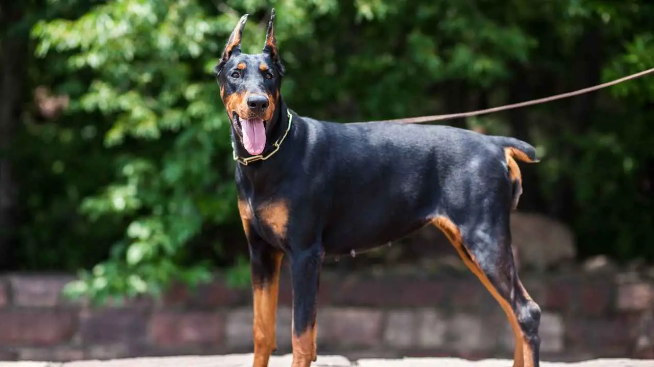 Dobermann Pinscher