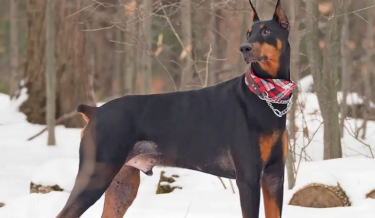 taille du dobermann
