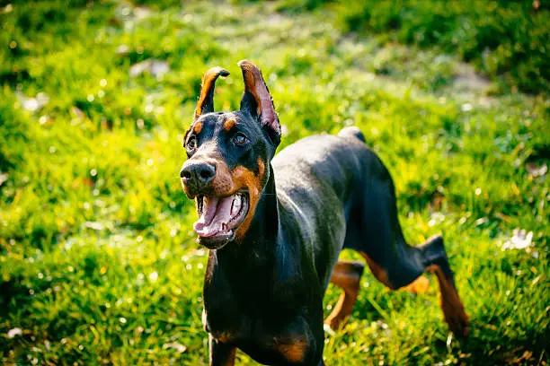 les dobermans sont-ils de bons chiens
