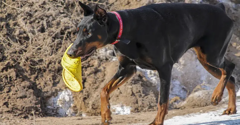 problèmes de santé du doberman
