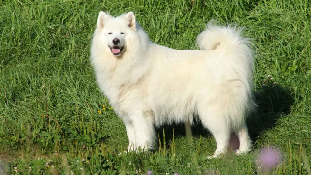 Dog Breeds Similar to Samoyed